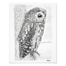 Dibujo de lápiz de lechuza Tawny
