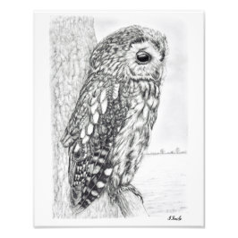 Foto Dibujo de lápiz de lechuza Tawny