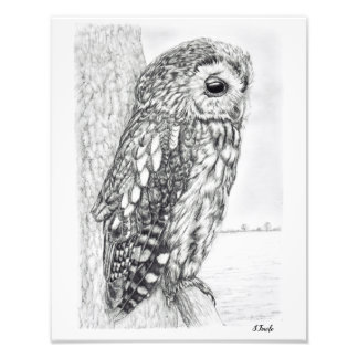 Foto Dibujo de lápiz de lechuza Tawny