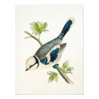 Dibujo de pájaros pájaros pájaros pájaros azules d