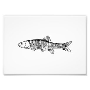 Foto Dibujo de peces Chub
