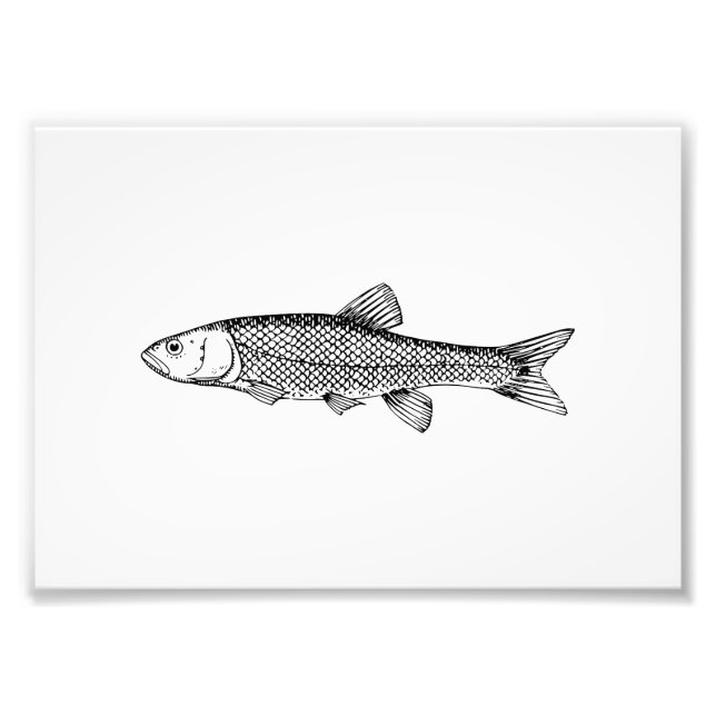 Foto Dibujo de peces Chub (Frente)