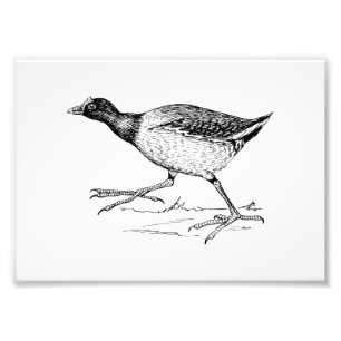Foto Dibujo del pájaro de Gallinule