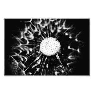 Foto diente de león negro