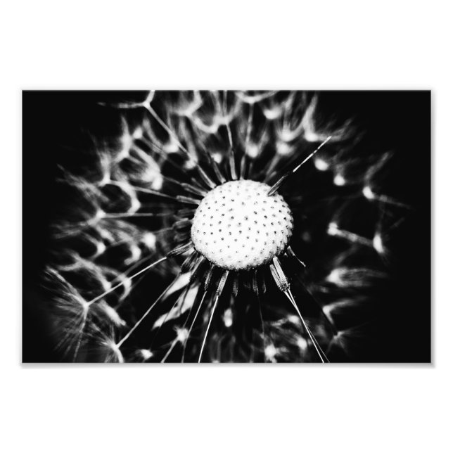 Foto diente de león negro (Frente)