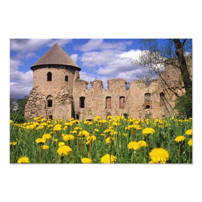Foto Dientes de león rodean el castillo de Cesis en el  (Frente)