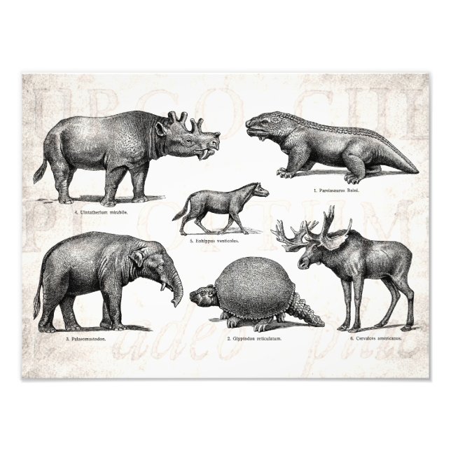 Foto Dinosaurios antiguos Ilustraciones retro dinosauri (Frente)