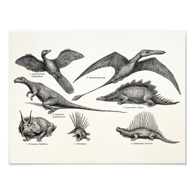 Foto Dinosaurios retro Ilustracion de dinosaurios vinta (Frente)