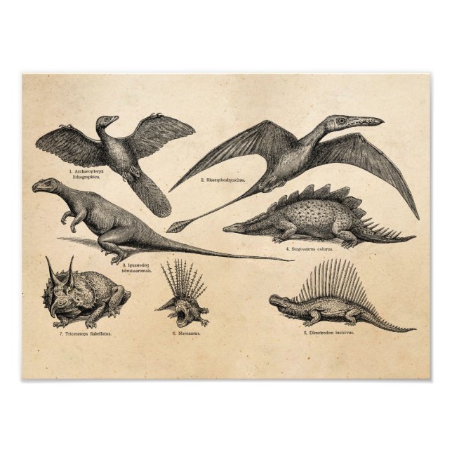 Foto Dinosaurios retro Ilustracion de dinosaurios vinta (Frente)