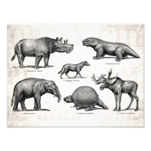 Foto Dinosaurios retros del viejo ilustracion del