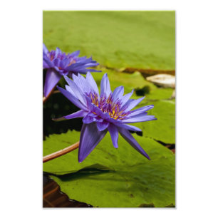 Foto Diseño Botánico Floral de Nenúfar Tropical