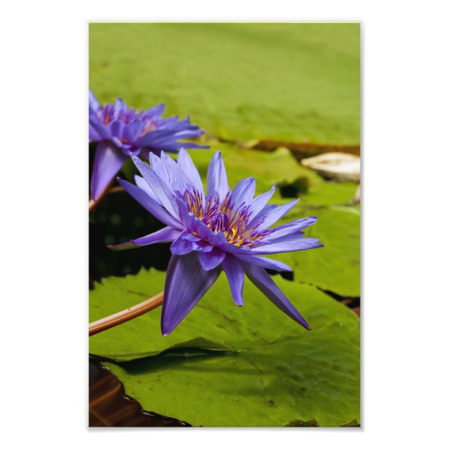 Foto Diseño Botánico Floral de Nenúfar Tropical (Frente)
