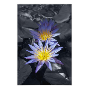 Foto Diseño Botánico Floral de Nenúfar Tropical