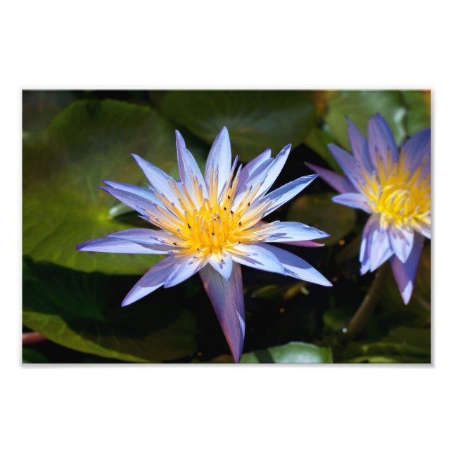 Foto Diseño Botánico Floral de Nenúfar Tropical (Frente)