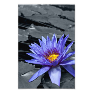 Foto Diseño Botánico Floral de Nenúfar Tropical