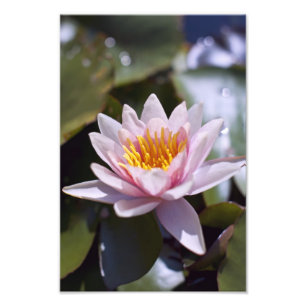 Foto Diseño Botánico Floral de Nenúfar Tropical