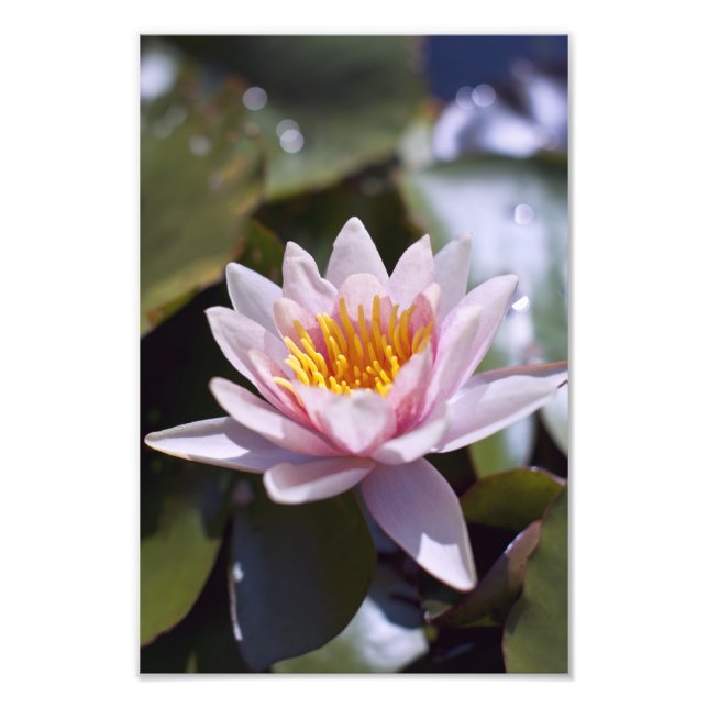 Foto Diseño Botánico Floral de Nenúfar Tropical (Frente)