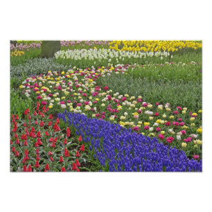 Foto Diseño de jardín de jacinto de uva y tulipanes,