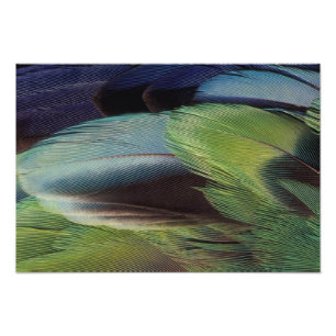Foto diseño de patrón de plumas de loro