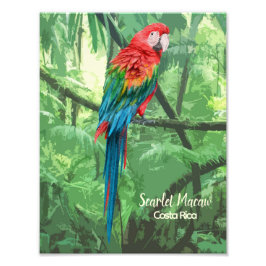 Foto Diseño de Scarlet Macaw Costa Rica