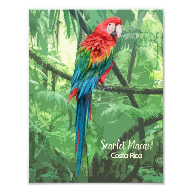 Foto Diseño de Scarlet Macaw Costa Rica (Frente)