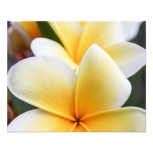 Foto Diseño floral del Plumeria del Frangipani amarill