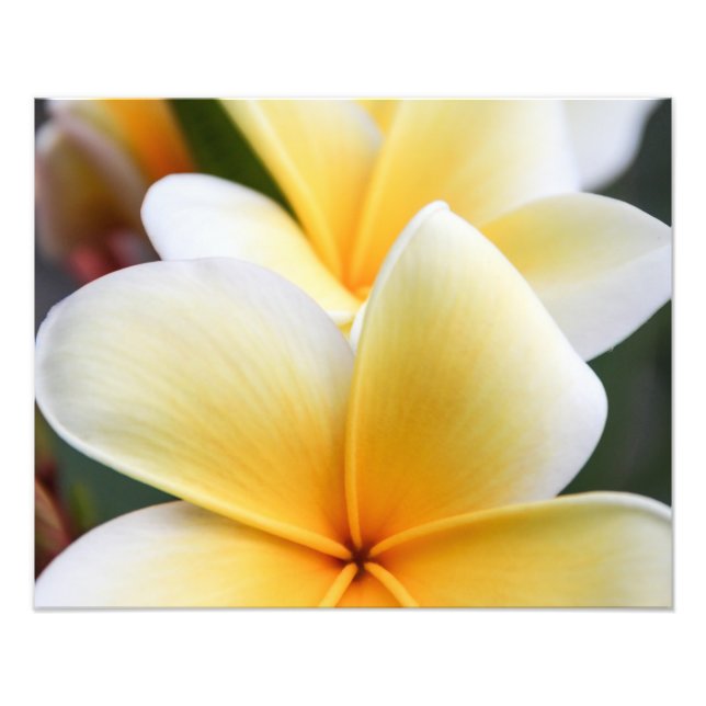 Foto Diseño floral frangipani de flor de Plumeria amari (Frente)