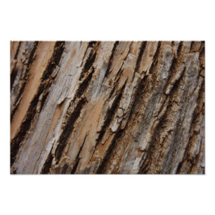 Foto Diseño Texturizado Abstracto Natural Corteza de Ár