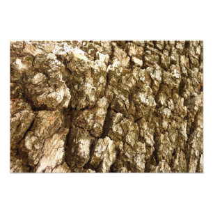 Foto Diseño Texturizado Natural de Corteza de Árbol II