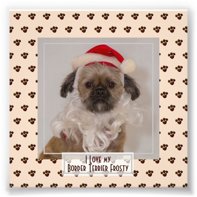 Foto divertida de Border Terrier lindo llamada Kee (Frente)