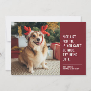 Foto divertida de mascota linda en Navidad roja