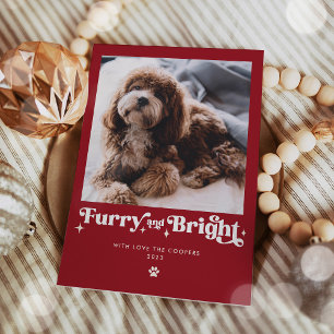 Foto divertida de Navidad de perro peludo y brilla