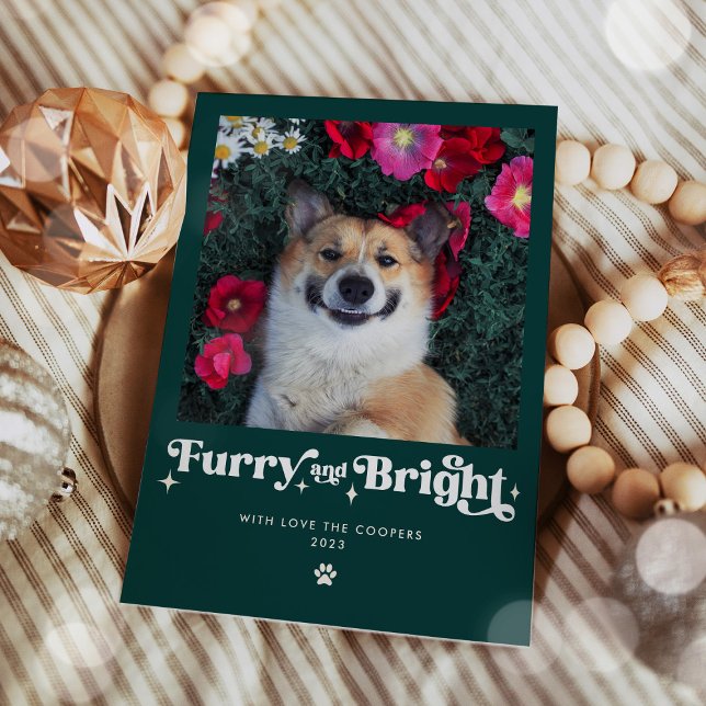 Foto divertida de Navidad de perro peludo y brilla (Subido por el creador)