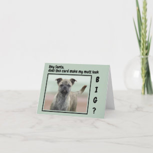 Foto divertida de perro de raza mixta en Navidad