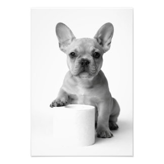 Foto divertida de un bulldog francés con papel hig