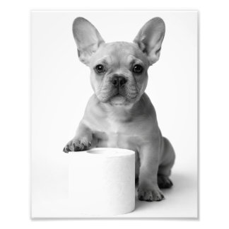 Foto divertida de un bulldog francés con papel hig