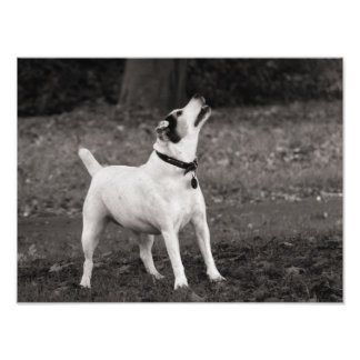 Foto Dog Agog