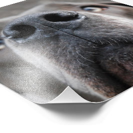 Foto Doggennasa