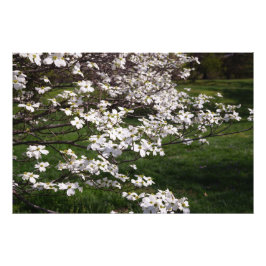 Foto Dogwood Blanco 36"x24"