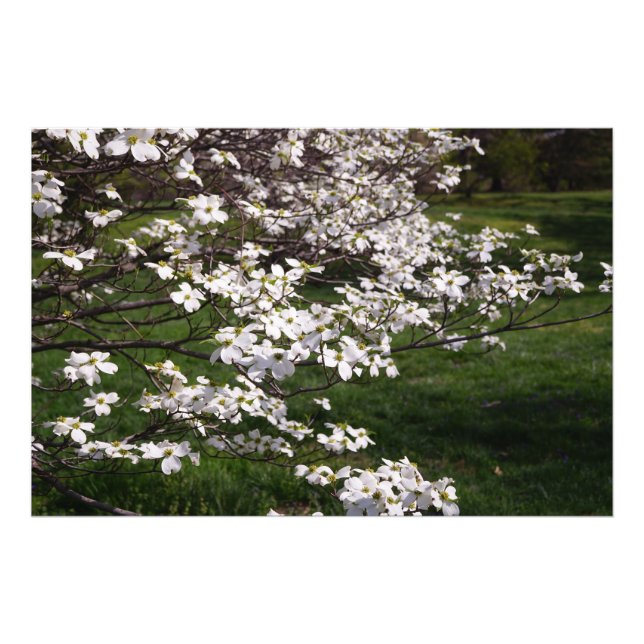 Foto Dogwood Blanco 36"x24" (Frente)