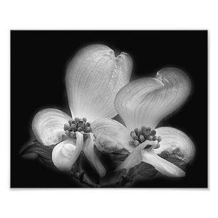 Foto Dogwood Blossoms Contraste Alto Blanco Y Negro