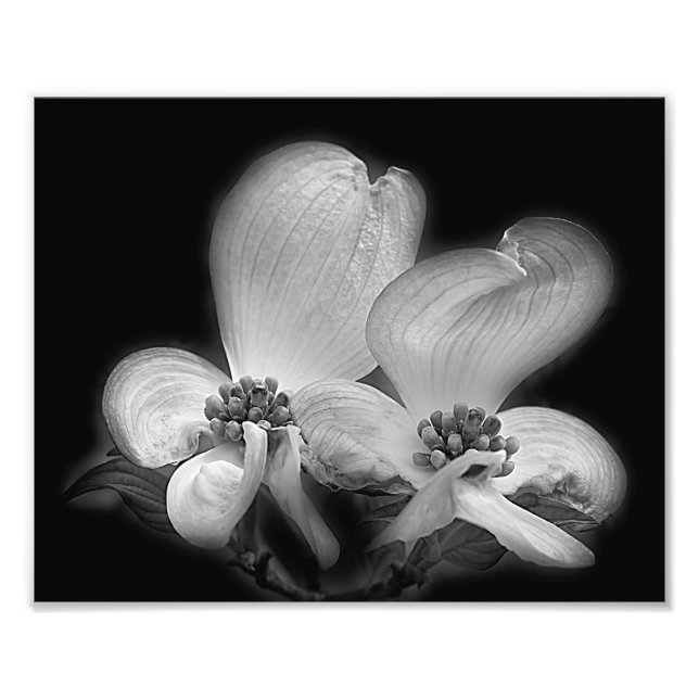 Foto Dogwood Blossoms Contraste Alto Blanco Y Negro (Frente)