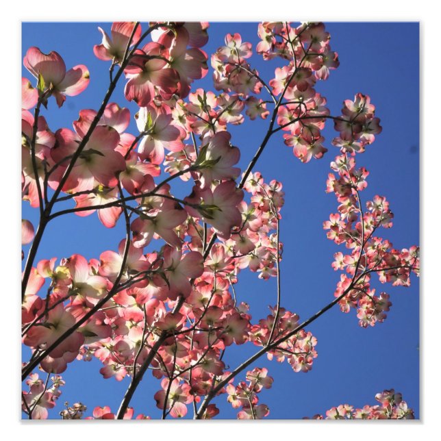 Foto Dogwood rosa de 12" x 12" (Frente)
