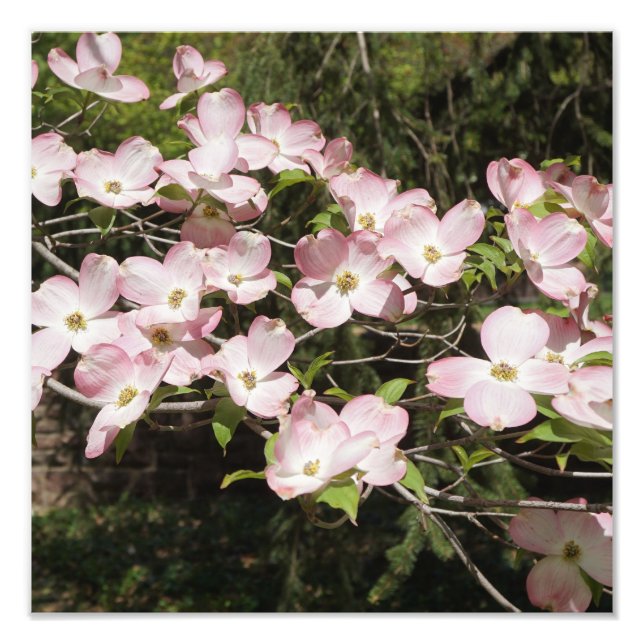 Foto Dogwood rosa de 12" x 12"" (Frente)