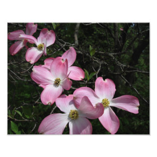 Foto Dogwood rosa de 14"x11"