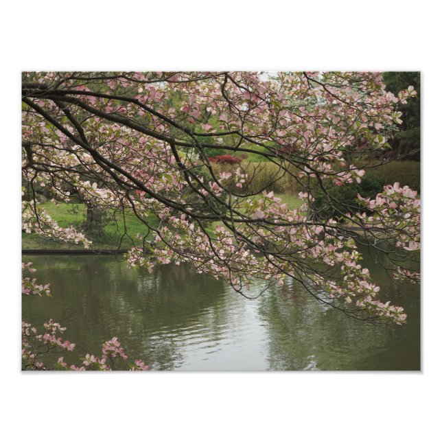Foto Dogwood rosa de 16" x 12" (Frente)