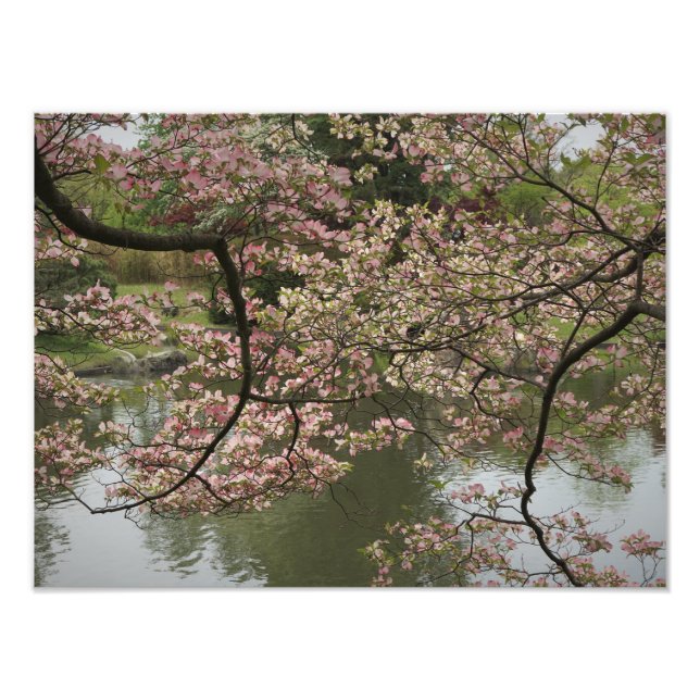 Foto Dogwood rosa de 16" x 12" (Frente)