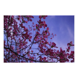 Foto Dogwood rosa de 36" x 24"