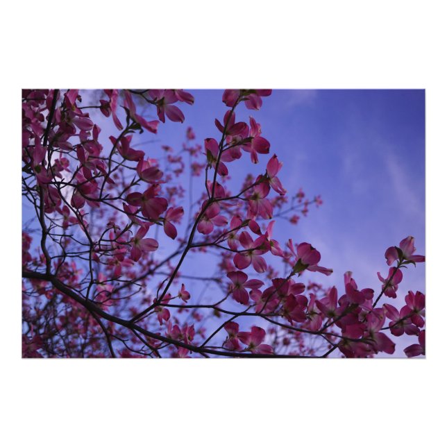Foto Dogwood rosa de 36" x 24" (Frente)