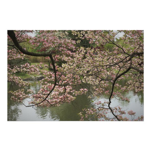 Foto Dogwood rosa de 36" x 24" (Frente)